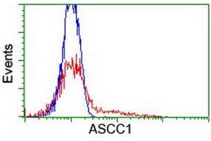 HEK293T cells transfected with either RC201872 overexpress plasmid (Red) or empty vector control plasmid (Blue) were immunostained by anti-ASCC1 antibody (ABIN2455148), and then analyzed by flow cytometry. (ASCC1 抗体)