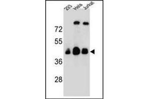 Western blot analysis of OR4C13 Antibody (N-term) in 293, Hela, Jurkat cell line lysates (35ug/lane). (OR4C13 抗体  (N-Term))