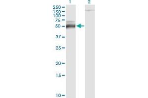 Western Blot analysis of ATF4 expression in transfected 293T cell line by ATF4 monoclonal antibody (M01), clone 2B3.