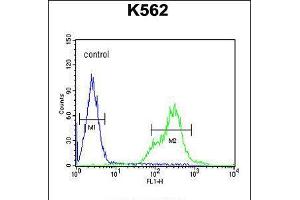 Flow cytometric analysis of K562 cells (right histogram) compared to a negative control cell (left histogram). (KCNH4 抗体  (N-Term))
