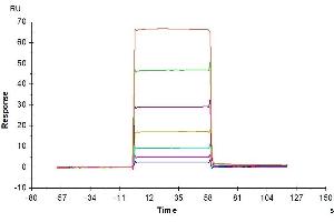 Surface Plasmon Resonance (SPR) image for Tumor Necrosis Factor Receptor Superfamily, Member 17 (TNFRSF17) (AA 1-49) protein (His-Avi Tag) (ABIN7273944)
