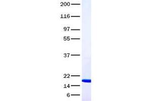 Validation with Western Blot (CXCL9 蛋白)