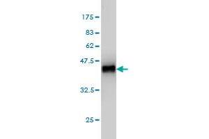 Western Blot detection against Immunogen (38. (MAPK13 抗体  (AA 251-365))