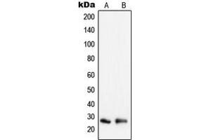 Western blot analysis of Peroxiredoxin 3 expression in HeLa (A), MCF7 (B) whole cell lysates.