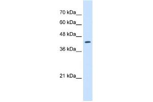 WB Suggested Anti-RNF165 Antibody Titration:  2. (RNF165 抗体  (N-Term))