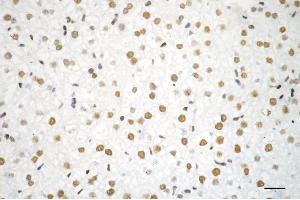 Immunohistochemistry was performed on paraffin-embedded mouse liver using RBBP4 antibody (ABIN7800185), 1:200). (Recombinant Retinoblastoma Binding Protein 4 抗体)