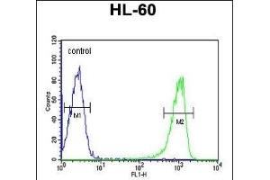 TNFSF11 Antibody (N-term) (ABIN652842 and ABIN2842547) flow cytometric analysis of HL-60 cells (right histogram) compared to a negative control cell (left histogram). (RANKL 抗体  (N-Term))
