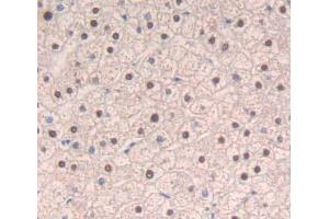 IHC-P analysis of liver tissue, with DAB staining. (SRSF1 抗体  (AA 16-224))