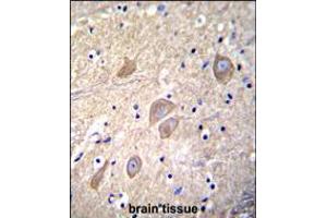VSNL1 Antibody immunohistochemistry analysis in formalin fixed and paraffin embedded human brain tissue followed by peroxidase conjugation of the secondary antibody and DAB staining. (VSNL1 抗体  (AA 47-75))