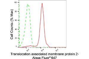 Flow cytometric analysis of Translocation associated membrane protein 2 expression in HepG2 cells using Translocation associated membrane protein 2 antibody (ABIN7800618), 1:2,000). (Recombinant TRAM2 抗体)