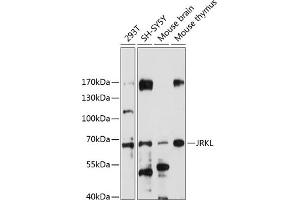 Western blot analysis of extracts of various cell lines, using JRKL antibody (ABIN7268044) at 1:1000 dilution. (JRKL 抗体  (AA 225-524))