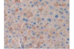 IHC-P analysis of Mouse Liver Tissue, with DAB staining. (Clusterin 抗体  (AA 227-447))