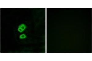 Immunofluorescence analysis of MCF7 cells, using OR2T10 Antibody. (OR2T10 抗体  (AA 141-190))