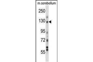 Western blot analysis in mouse cerebellum tissue lysates (35ug/lane). (USP15 抗体  (N-Term))