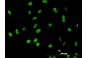 Immunofluorescence (IF) image for anti-DEAD (Asp-Glu-Ala-Asp) Box Polypeptide 54 (DDX54) (AA 778-881) antibody (ABIN566333)