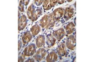 Immunohistochemistry analysis in formalin fixed and paraffin embedded human stomach tissue reacted with PGA4 Antibody (C-term) followed by peroxidase conjugation of the secondary antibody and DAB staining. (Pepsin 抗体  (C-Term))