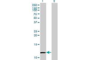 Western Blotting (WB) image for anti-C-Myc Binding Protein (MYCBP) (AA 34-103) antibody (ABIN525697)