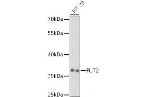 FUT2 抗体