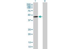 Western Blot analysis of MRPS30 expression in transfected 293T cell line by MRPS30 MaxPab polyclonal antibody. (MRPS30 抗体  (AA 1-439))