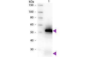Western blot of Biotin conjugated Goat Anti-Rabbit IgG Pre-Adsorbed secondary antibody. (山羊 anti-兔 IgG (Heavy & Light Chain) Antibody (Biotin) - Preadsorbed)