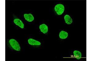 Immunofluorescence (IF) image for anti-KH Domain Containing, RNA Binding, Signal Transduction Associated 1 (KHDRBS1) (AA 1-381) antibody (ABIN524098)