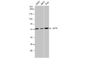 WB Image uPAR antibody detects uPAR protein by western blot analysis. (PLAUR 抗体)