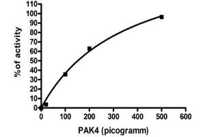 Analysis of enzymatic activity was performed according to the Zlyte assay protocol (Invitrogen): 1. (PAK4 Protein (AA 300-591))