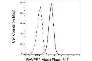 Validation of RAVER2 knockdown using flow cytometry. (Recombinant RAVER2 抗体)