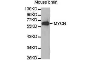 Western Blotting (WB) image for anti-N-Myc Proto-Oncogene Protein (MYCN) (AA 168-267) antibody (ABIN1680957) (MYCN 抗体  (AA 168-267))