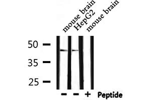 Western blot analysis of extracts from mouse brain, HepG2, using wnt1 antibody. (WNT1 抗体  (C-Term))