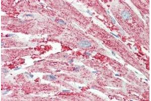 Immunohistochemistry (IHC) image for anti-Solute Carrier Family 30 (Zinc Transporter), Member 1 (SLC30A1) (AA 281-330) antibody (ABIN6752964)