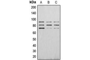 Western blot analysis of PAK4 (pS474) expression in HEK293T EGF-treated (A), Raw264. (PAK4 抗体  (C-Term, pSer474))