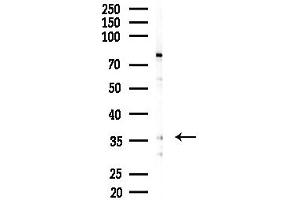 Western blot analysis of lysates from Mouse brain, using OR13C5 Antibody at 1/1000 dilution.