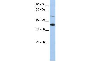 WB Suggested Anti-RHBG Antibody Titration:  0. (RHBG 抗体  (C-Term))