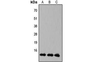 Western blot analysis of KLF10/11 expression in HEK293T (A), Raw264. (KLF10/11 抗体  (C-Term))