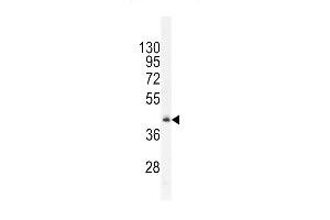 RMD1 Antibody (N-term) (ABIN655830 and ABIN2845248) western blot analysis in mouse heart tissue lysates (35 μg/lane). (RMD1 抗体  (N-Term))