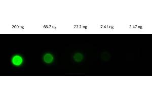 Dot Blot of Donkey Fab Anti-RABBIT IgG Antibody FITC. (驴 anti-兔 IgG (Heavy & Light Chain) Antibody (FITC) - Preadsorbed)