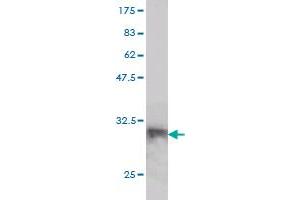 Western Blot detection against Immunogen (32. (LANCL1 抗体  (AA 1-58))