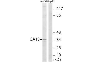 Western blot analysis of extracts from HepG2 cells, using CA13 antibody. (CA13 抗体)