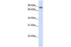 WB Suggested Anti-STAT5A Antibody Titration:  0. (STAT5A 抗体  (C-Term))
