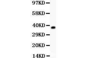 Western Blotting (WB) image for anti-alpha-2-HS-Glycoprotein (AHSG) (AA 19-345) antibody (ABIN3043533)