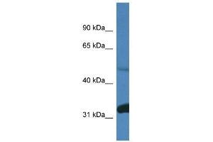 Western Blot showing Ppp2r2d antibody used at a concentration of 1. (PPP2R2D 抗体  (C-Term))