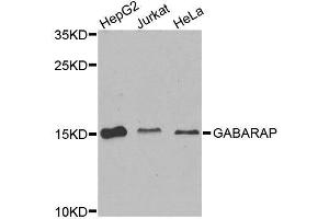 Western blot analysis of extracts of various cell lines, using GABARAP antibody. (GABARAP 抗体  (AA 1-100))