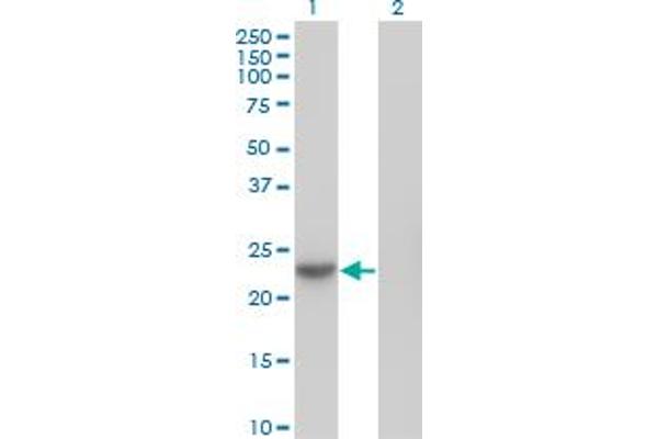 NME6 antibody  (AA 1-194)