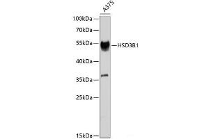 Western blot analysis of extracts of A-375 cells using HSD3B1 Polyclonal Antibody at dilution of 1:1000. (HSD3B1 抗体)