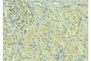 ABIN6277740 at 1/100 staining Mouse kidney tissue by IHC-P. (Raptor 抗体  (C-Term))