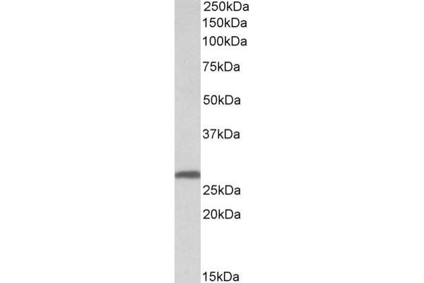 14-3-3 sigma/SFN 抗体  (Internal Region)