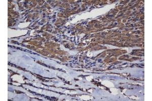 Immunohistochemistry (IHC) image for anti-Crystallin, alpha A (CRYAA) antibody (ABIN1498754) (CRYAA 抗体)