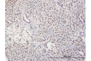 Immunoperoxidase of monoclonal antibody to MLF2 on formalin-fixed paraffin-embedded human pancreas. (MLF2 抗体  (AA 1-248))