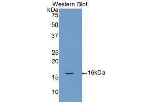 Western Blotting (WB) image for anti-Caspase 7, Apoptosis-Related Cysteine Peptidase (CASP7) (AA 207-303) antibody (ABIN1077916) (Caspase 7 抗体  (AA 207-303))